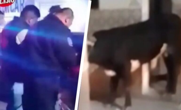 Un toro escapa y se pasea por las calles de Pachuca