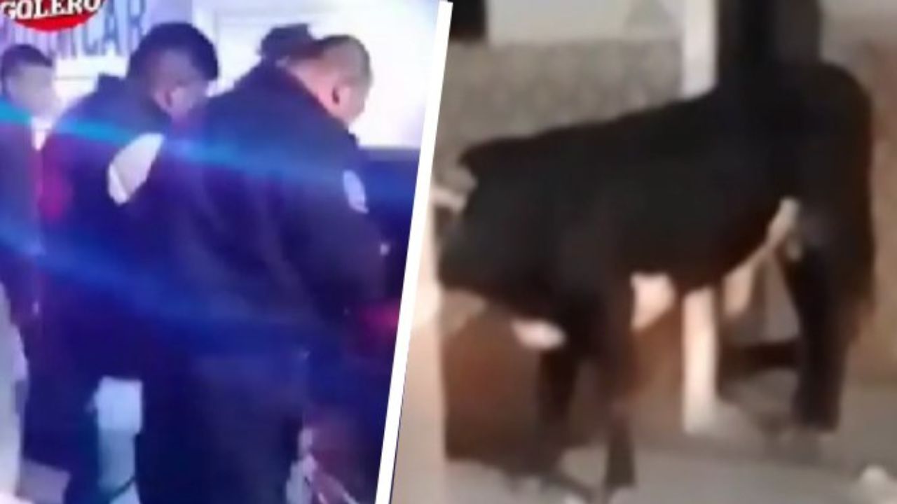 Un toro escapa y se pasea por las calles de Pachuca