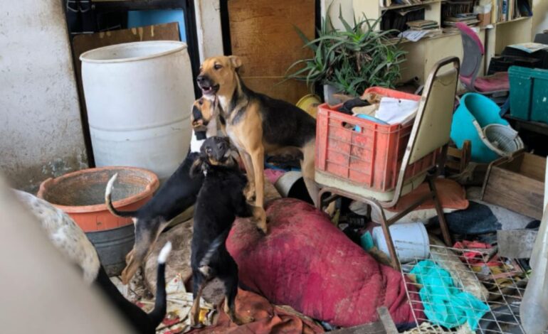 Rescatan a 9 perritos en condiciones deplorables en la Gustavo A. Madero