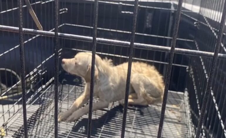 Rescatan a perrito tras quedar atrapado en un pozo en Nuevo León