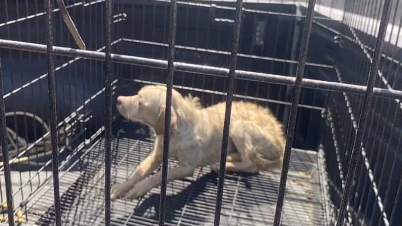 Rescatan a perrito tras quedar atrapado en un pozo en Nuevo León