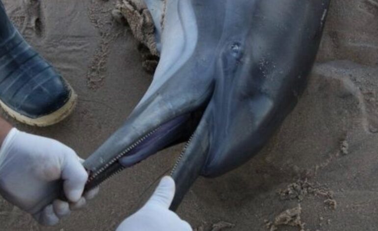 Hallan 28 delfines muertos en hogar de la vaquita marina en Baja California