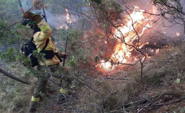 Investigan si incendios forestales son provocados, señala López Obrador