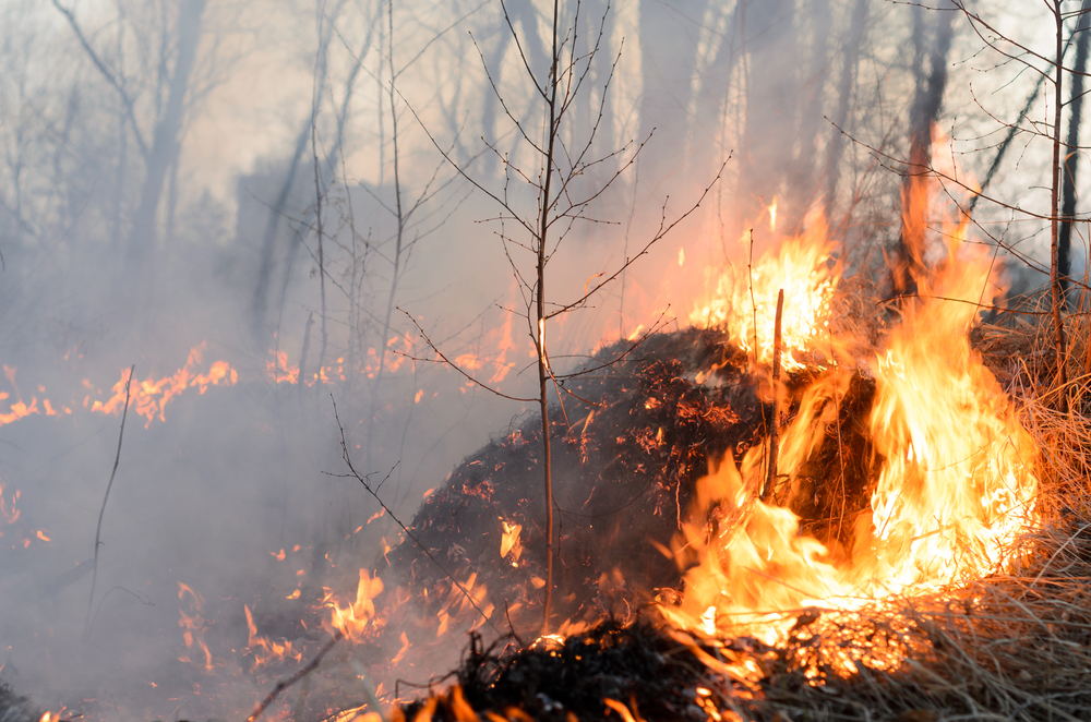 Piden que Semarnat informe sobre acciones para reducir y controlar incendios forestales