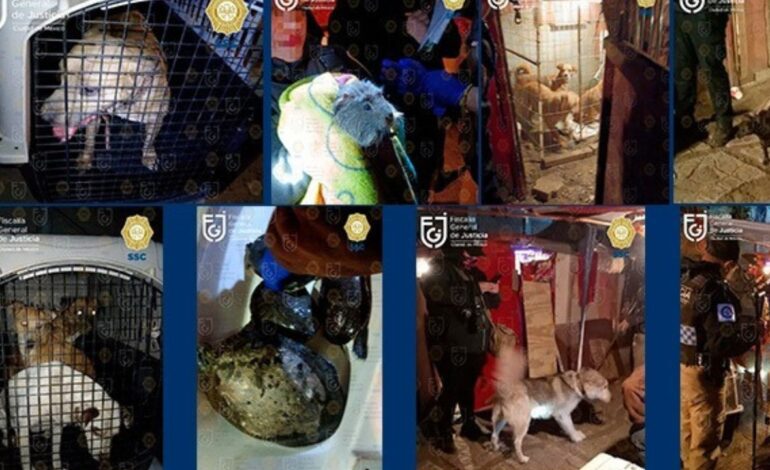 Rescatan a perros, tortugas y un cuyo en inmueble de Xochimilco