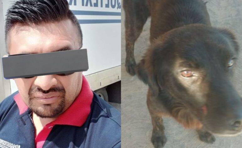 Dan tres meses de cárcel a Jorge “N” por amputar la pata de un perrito en Yucatán