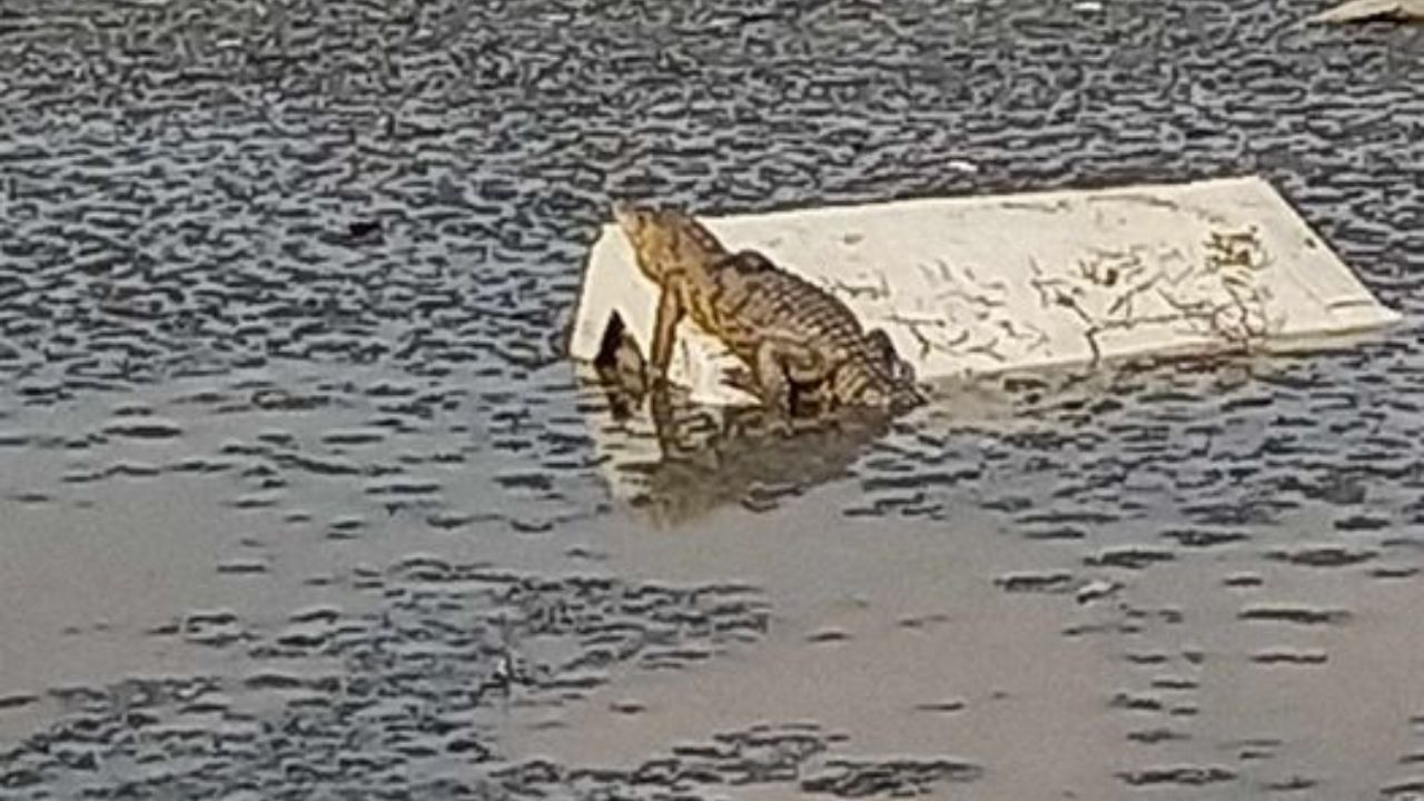 Avistan cocodrilo en laguna de Cuautitlán Izcalli, Edomex