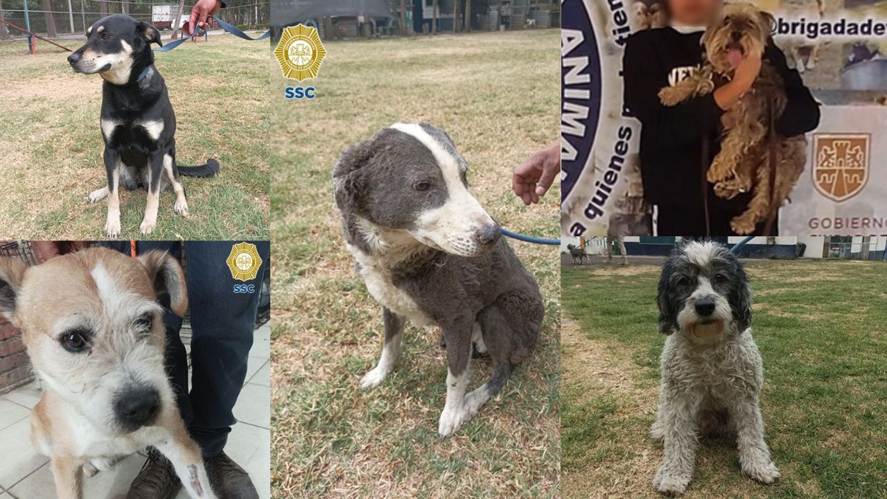 BVA busca a dueños de 7 perritos rescatados tras explosión en Tlalpan