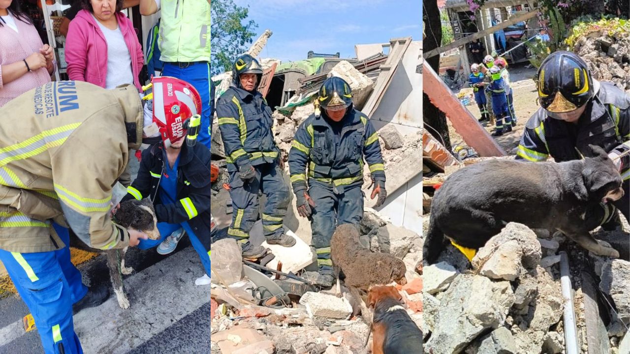 Rescatan a tres perritos bajo los escombros tras explosión en Tlalpan