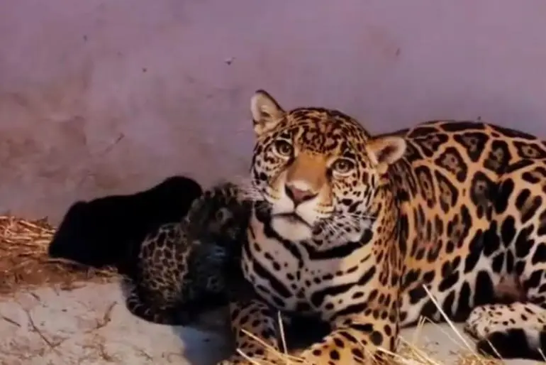 Tres cachorros de jaguar se sumaron al Zoológico de Chapultepec