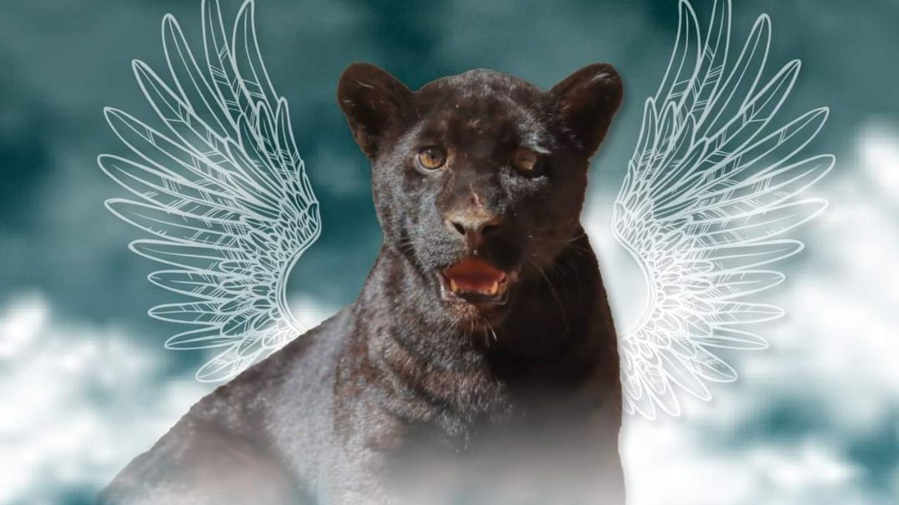 Muere jaguar del Zoológico de Morelia por agua contaminada