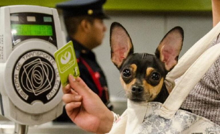 Mascotas pueden viajar en el Metro de CDMX… pero con restricciones