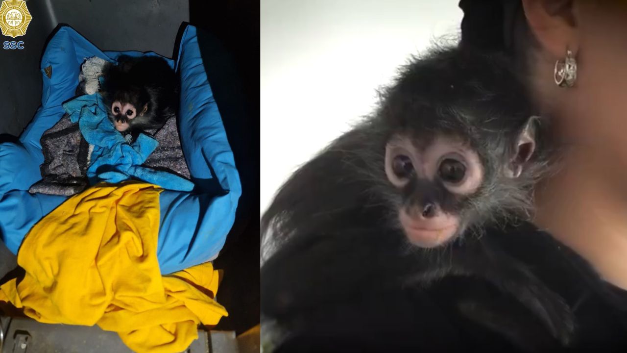 Nombran “botas” al mono araña rescatado durante operativo en la GAM